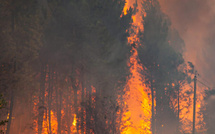 Incendies en France:  avec près de 98 000 hectares calcinés, le pays fait face à un sinistre sans précédent