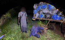 Saisie de 427 kilogrammes de chanvre indien à Mbodiène par la compagnie de Gendarmerie de Mbour