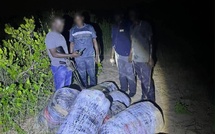 Lutte contre le trafic de stupéfiants : La Gendarmerie nationale démantèle un important réseau et saisit 360 kg de chanvre indien sur le littoral de Mbodiène