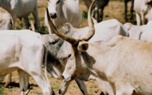 Thiès - Chambre Criminelle : 20 ans de travaux forcés contre le gang de bergers Thiès - Chambre Criminelle : 20 ans de travaux forcés contre le gang de bergers