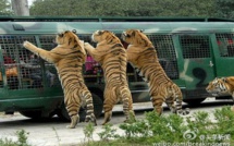 Une femme tuée par un tigre dans un parc chinois