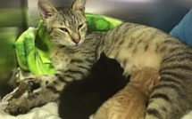 Insolite: une maman chat parcourt 45 km et retrouve ses petits